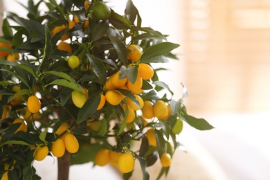 Photo of Kumquat tree with ripening fruits indoors, closeup. Interior design