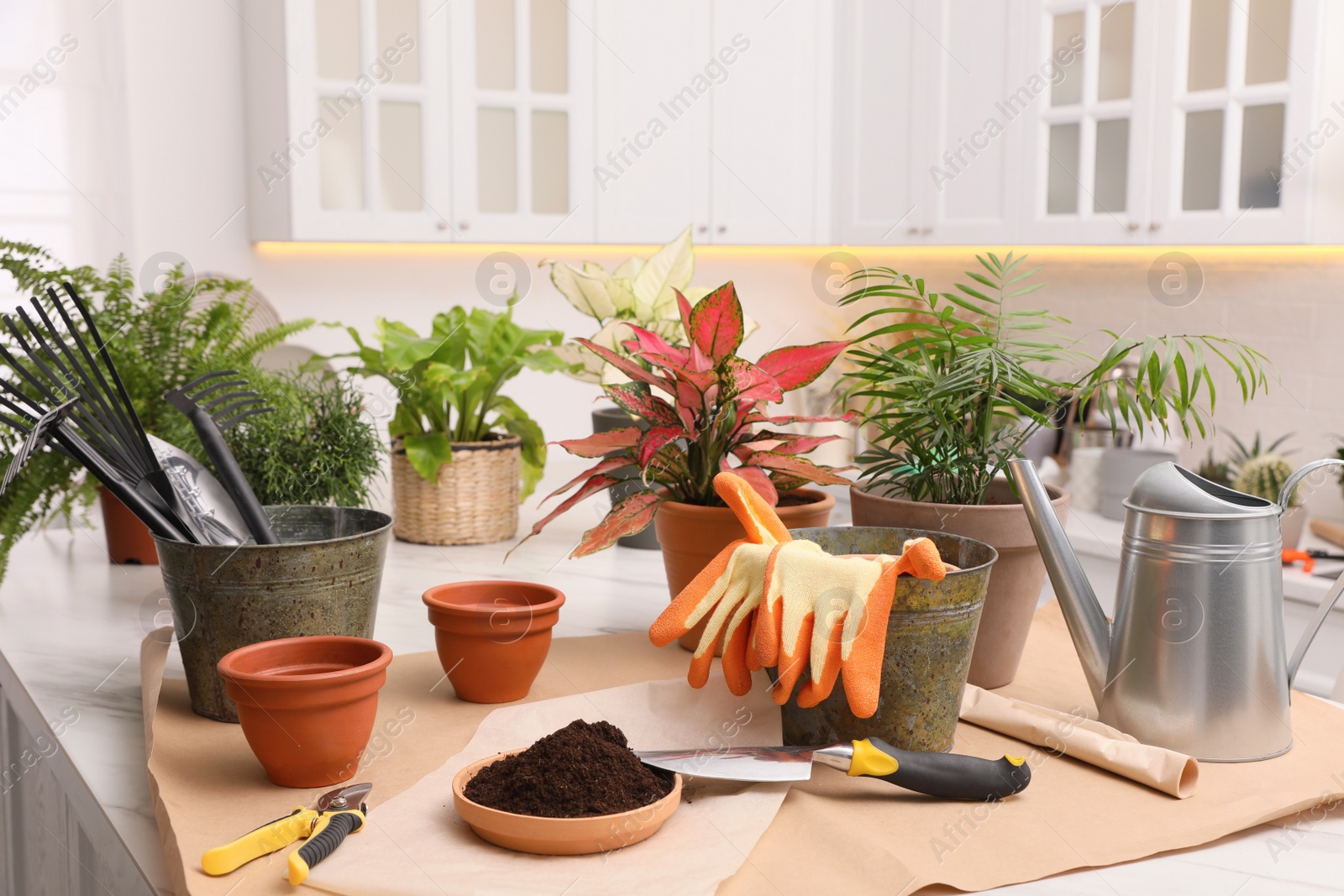 Photo of Beautiful houseplants and gardening tools on table indoors