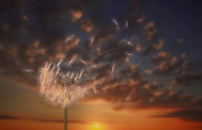 Image of Beautiful fluffy dandelion blowball and flying seeds outdoors at sunset 