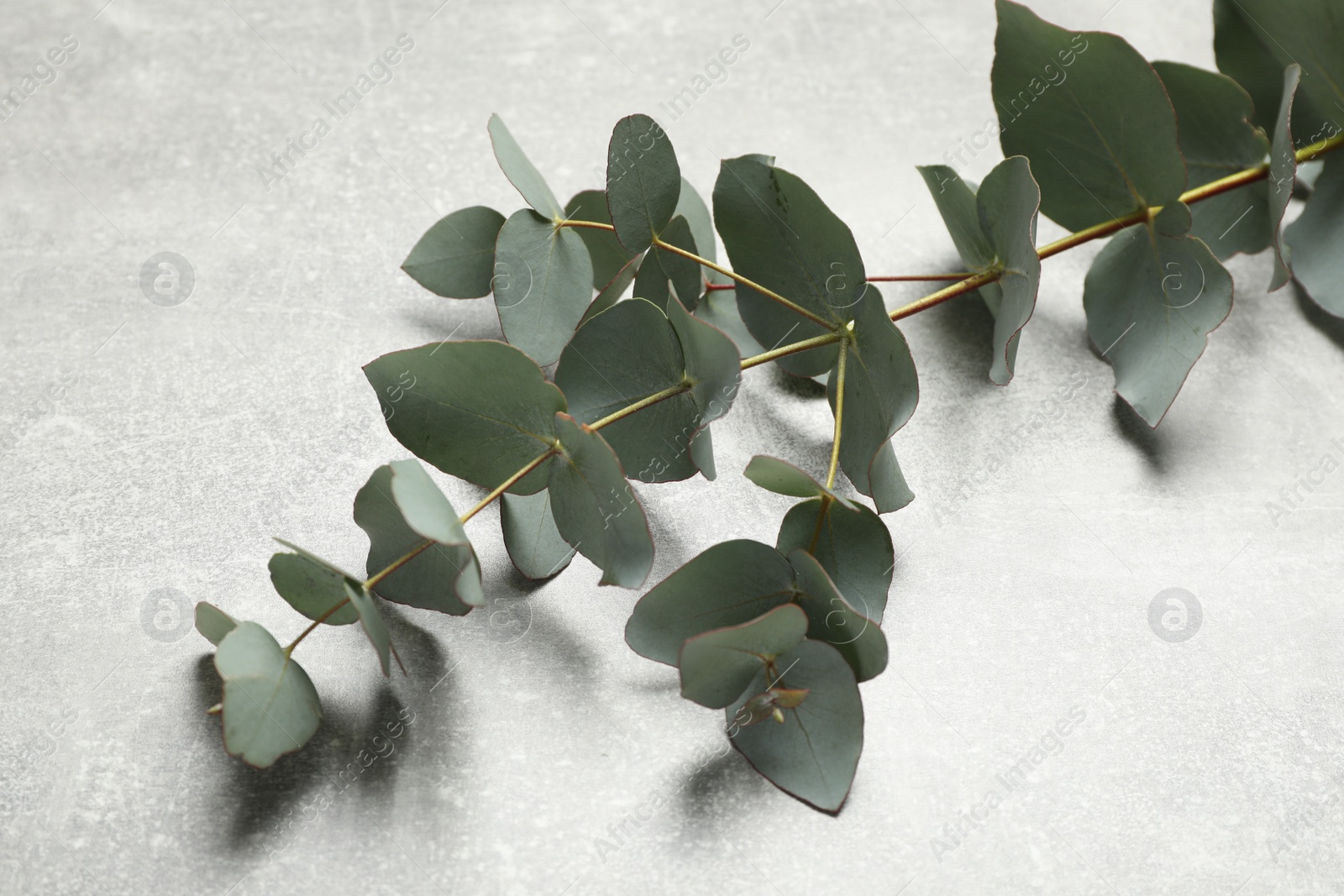 Photo of Eucalyptus branch with fresh green leaves on light grey stone background, closeup