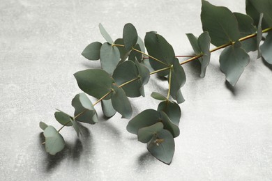 Eucalyptus branch with fresh green leaves on light grey stone background, closeup