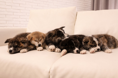 Photo of Cute Akita inu puppies on sofa indoors. Friendly dogs
