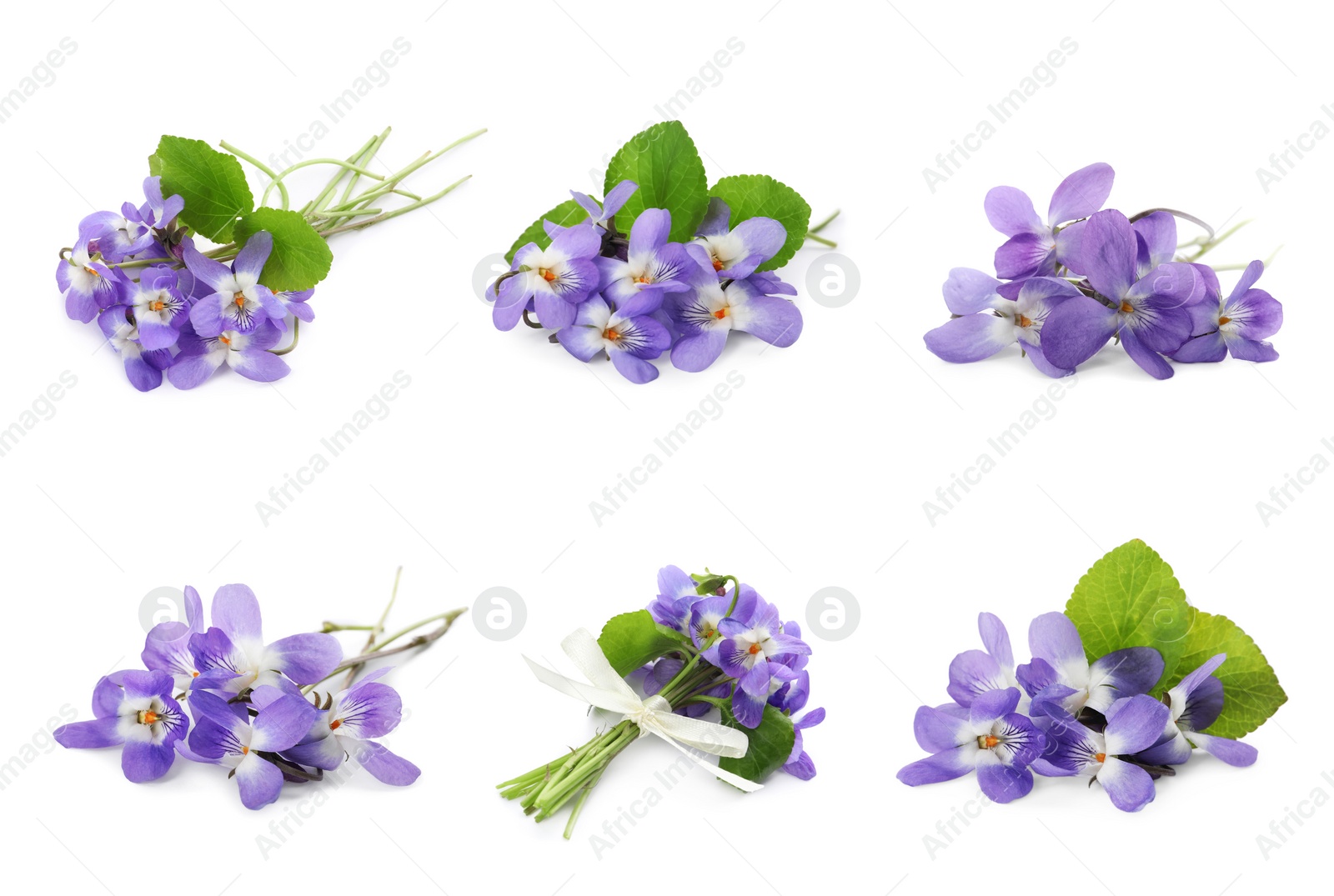 Image of Set with beautiful wood violets on white background. Spring flowers