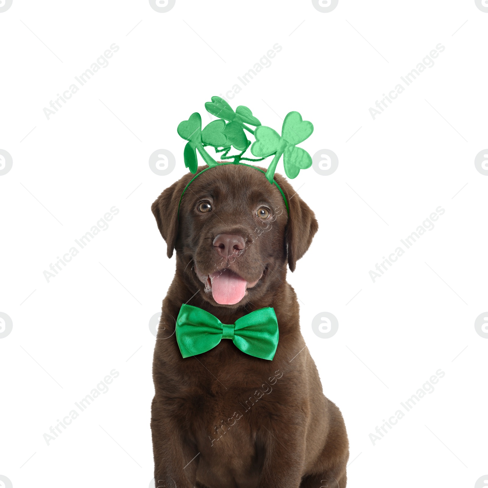 Image of St. Patrick's day celebration. Cute Chocolate Labrador puppy wearing headband with clover leaves and green bow tie isolated on white