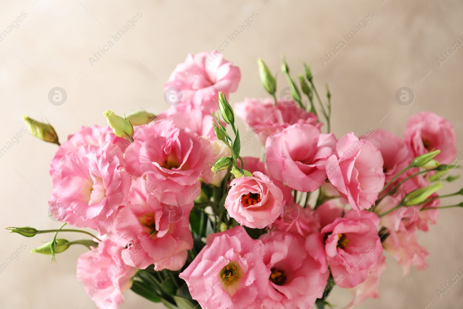 Photo of Beautiful bouquet of Eustoma flowers on color background, close up view