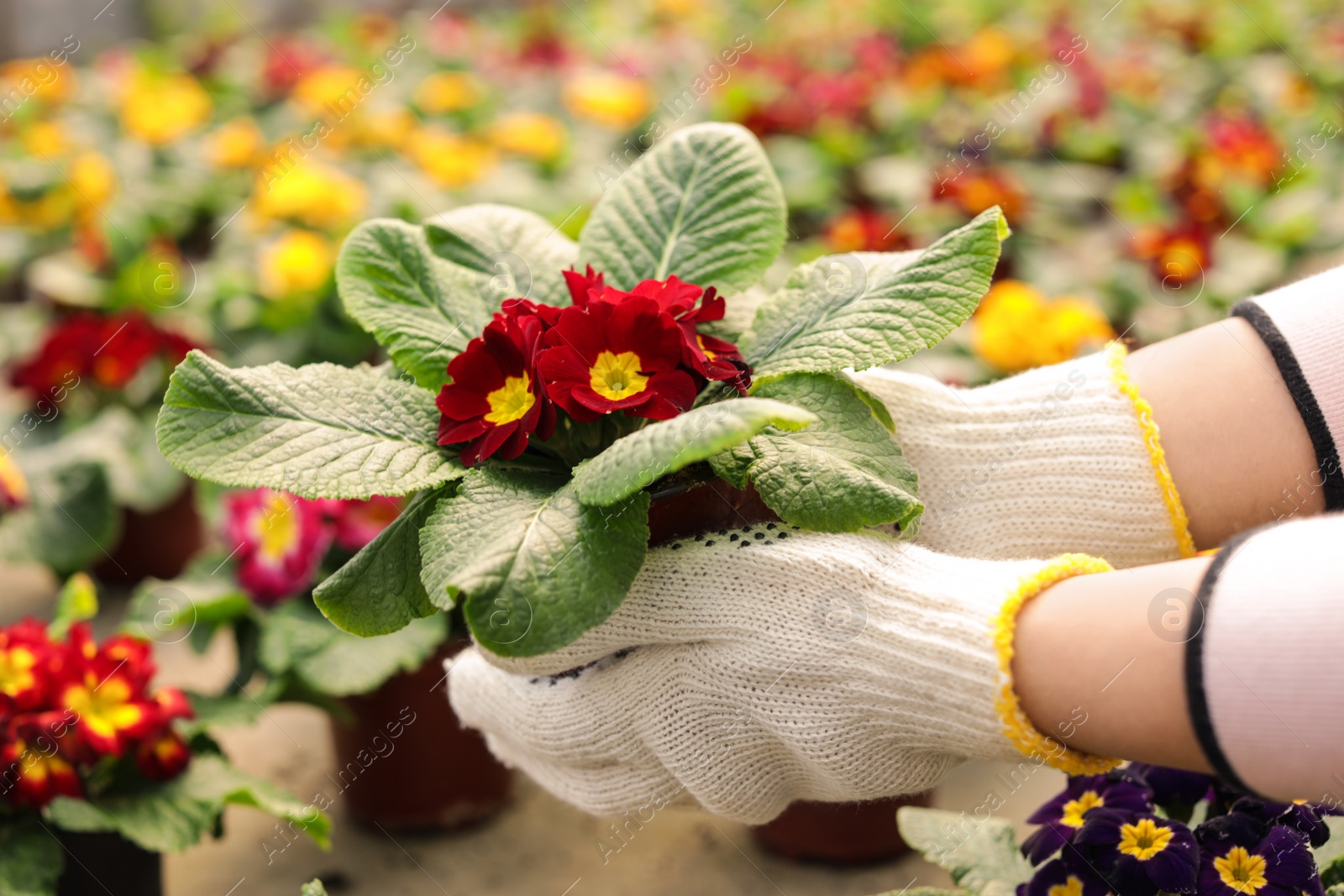 Photo of Young woman taking care of blooming flowers, closeup. Home gardening