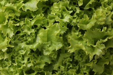 Fresh green lettuce as background, closeup. Salad greens