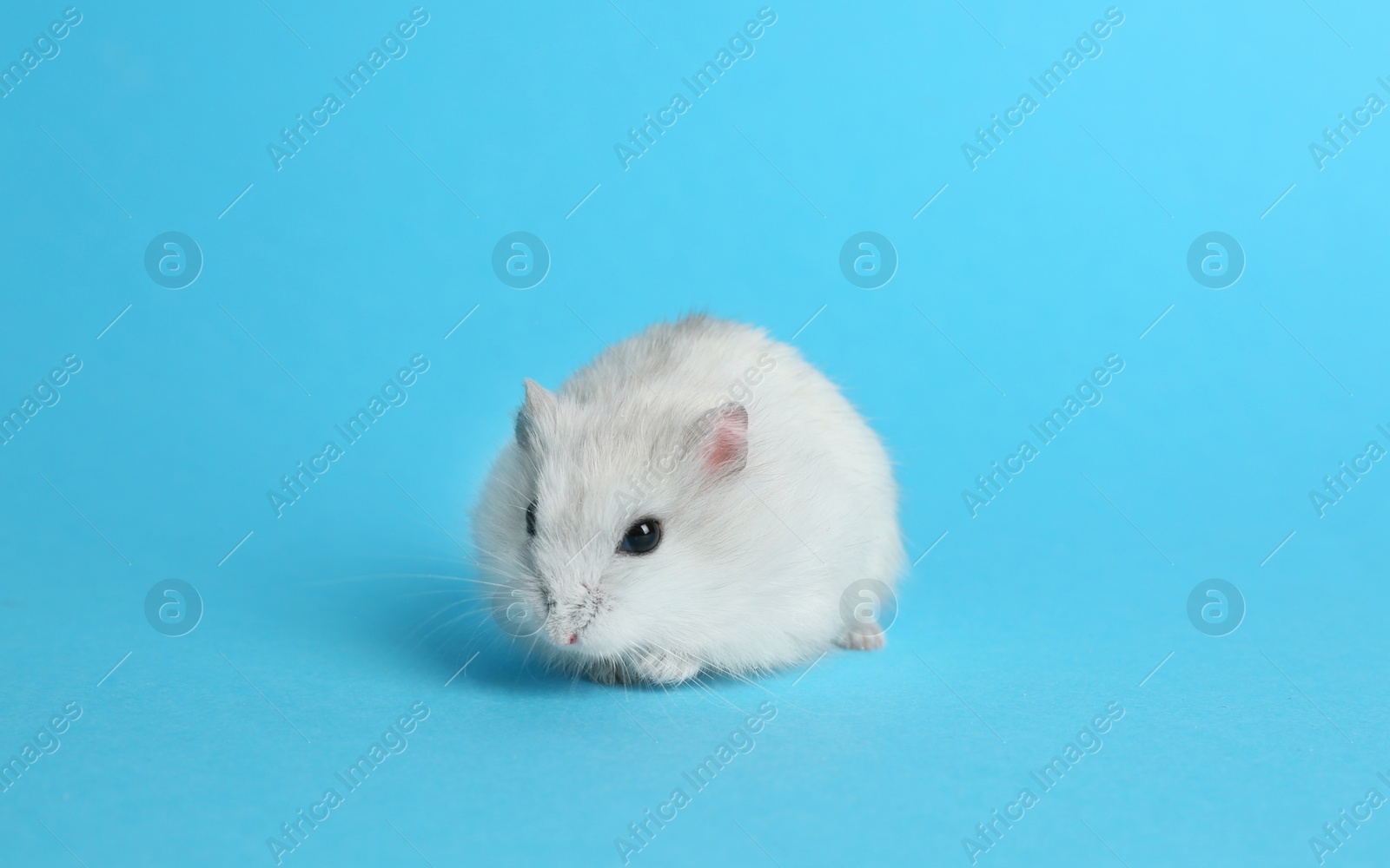 Photo of Cute funny pearl hamster on light blue background