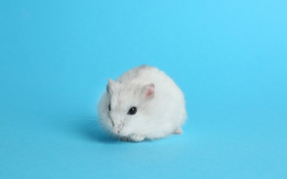 Photo of Cute funny pearl hamster on light blue background