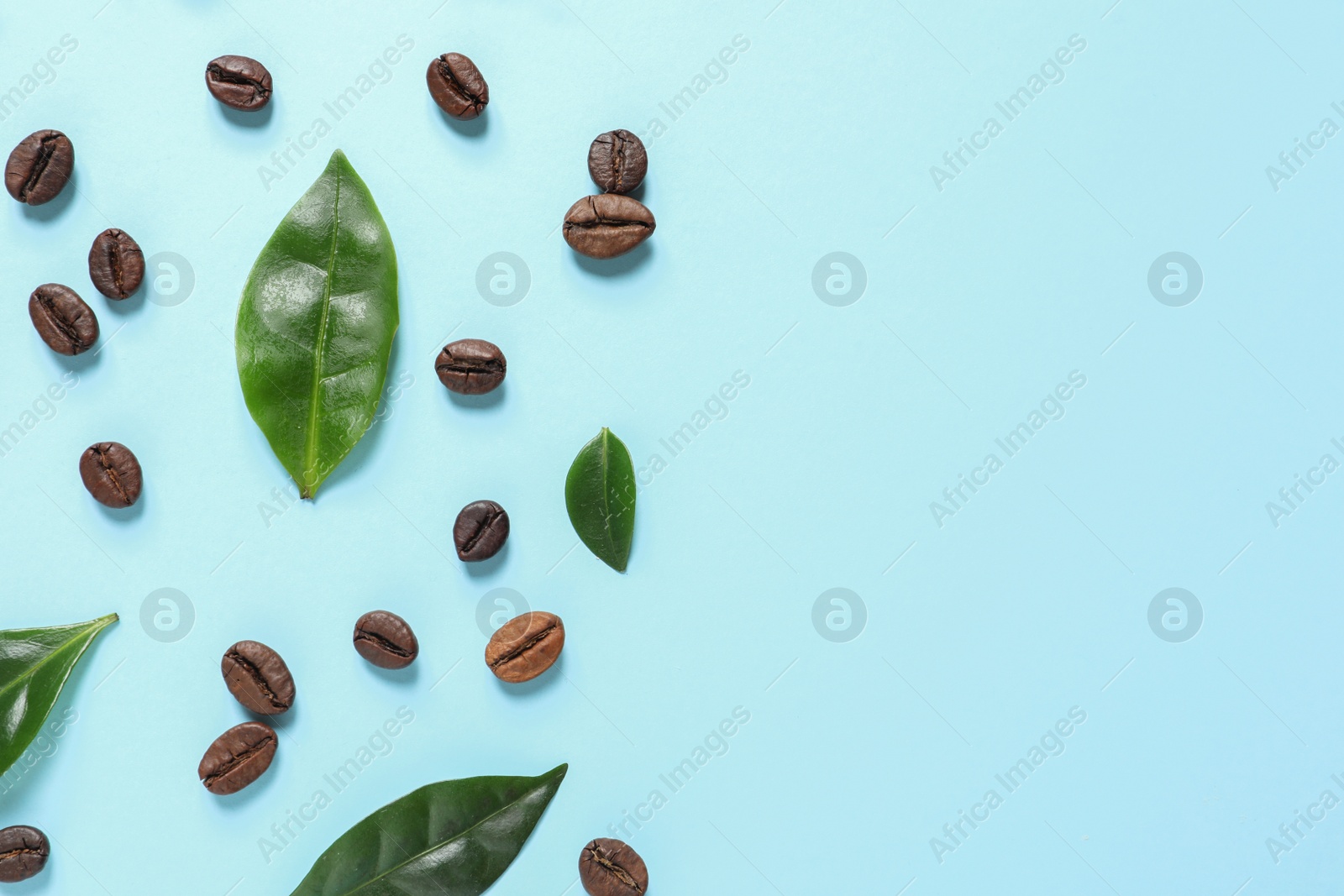 Photo of Fresh green coffee leaves and beans on light blue background, flat lay. Space for text