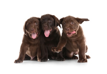 Chocolate Labrador Retriever puppies on white background