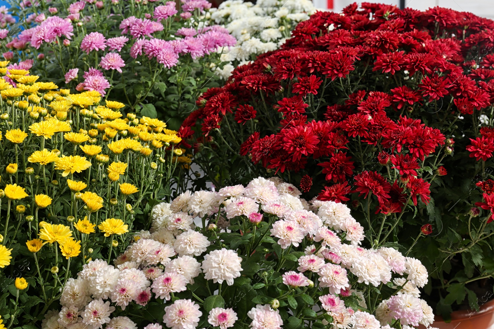 Photo of Beautiful colorful chrysanthemum flowers with leaves as background