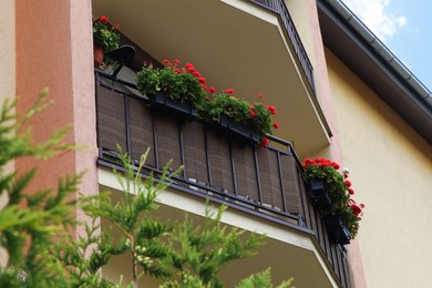 Photo of Balcony decorated with beautiful red flowers, low angle view