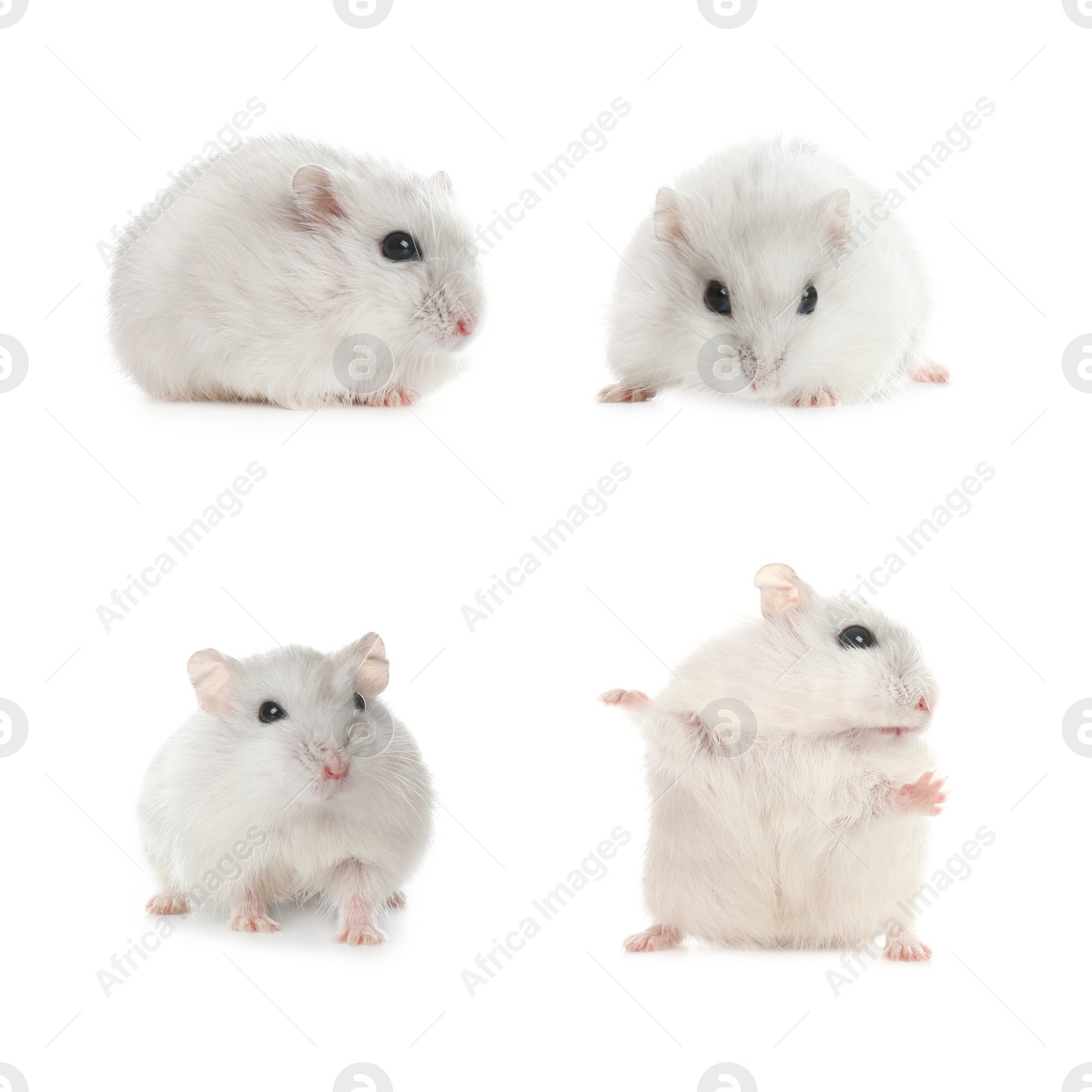 Image of Set with cute funny hamsters on white background