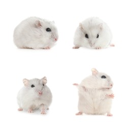 Image of Set with cute funny hamsters on white background