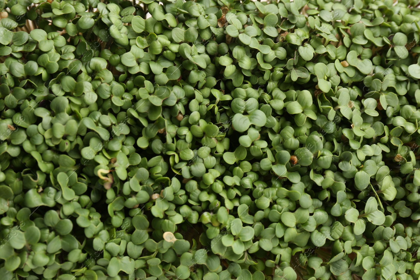 Photo of Growing microgreen. Many fresh daikon radish sprouts as background, top view