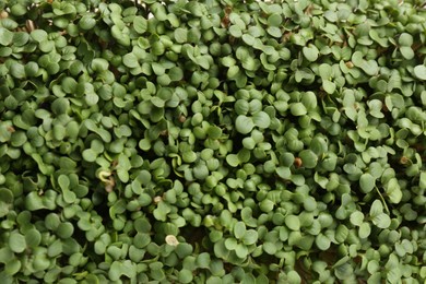 Photo of Growing microgreen. Many fresh daikon radish sprouts as background, top view