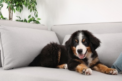 Adorable Bernese Mountain Dog puppy on sofa indoors