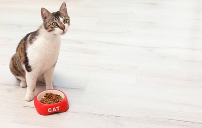 Cute cat with bowl of dry food on floor at home