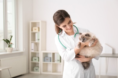 Photo of Young veterinarian holding cat in clinic