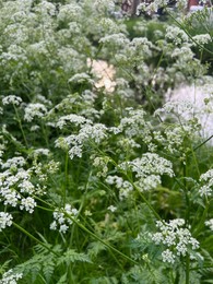 Photo of Beautiful plants with white flowers growing outdoors, closeup