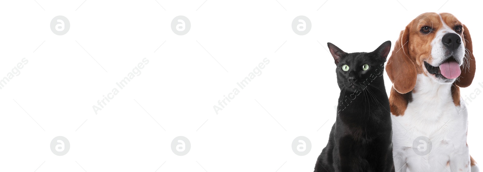 Image of Adorable black cat and beagle dog on white background. Banner design with space for text