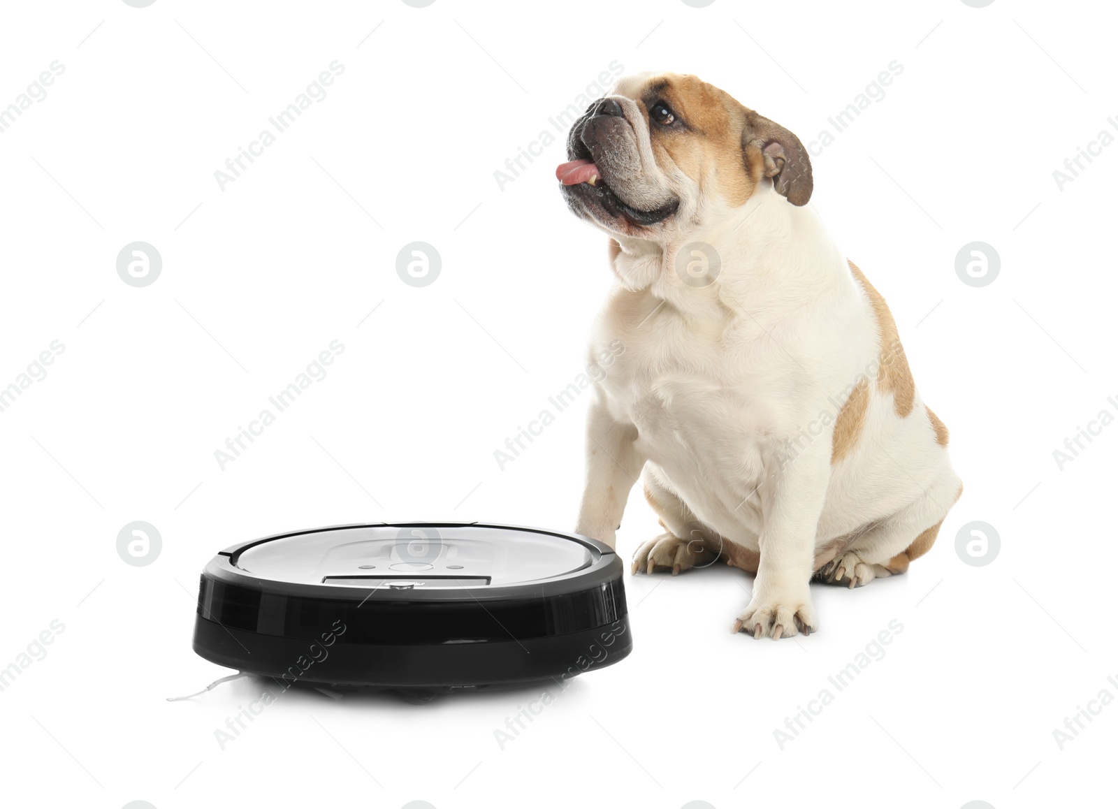 Photo of Robotic vacuum cleaner and adorable dog on white background