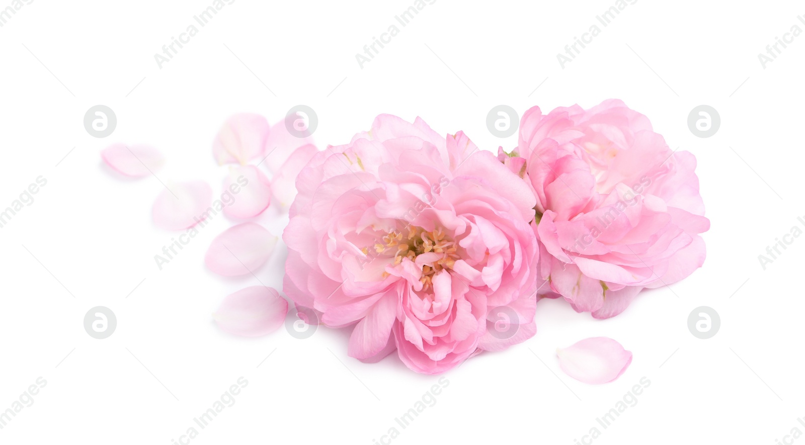 Photo of Beautiful sakura tree flowers and petals on white background