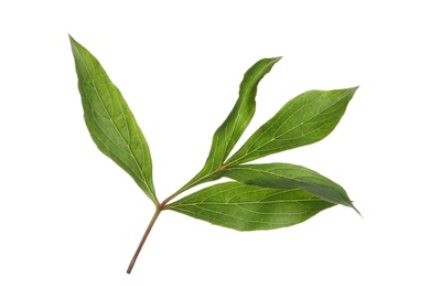 Fresh green peony leaves on white background