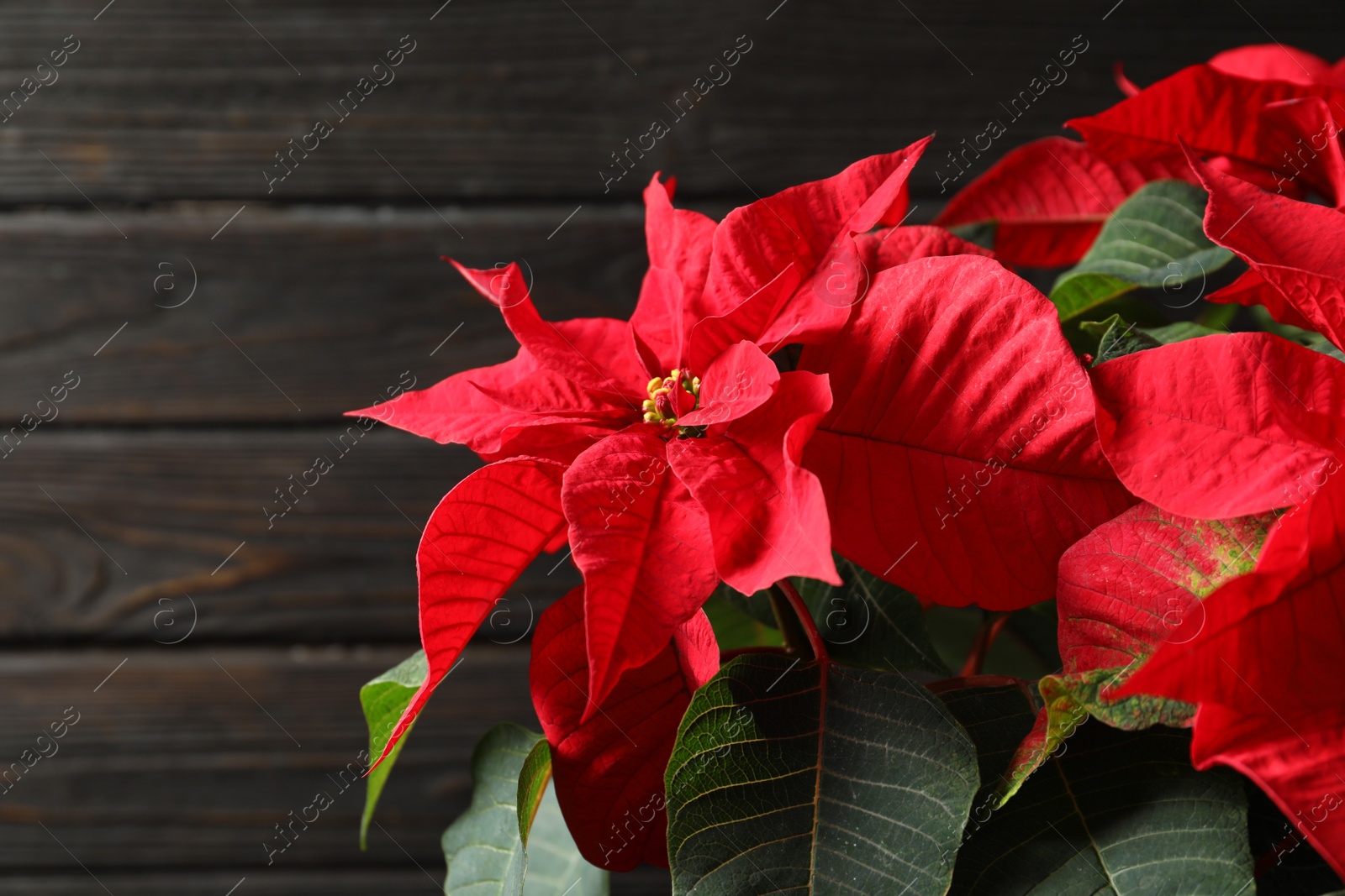 Photo of Poinsettia (traditional Christmas flower) against wooden background, closeup