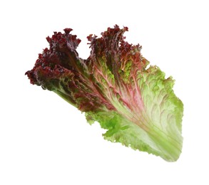 Leaf of fresh red coral lettuce isolated on white