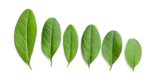 Photo of Beautiful spring green leaves on white background