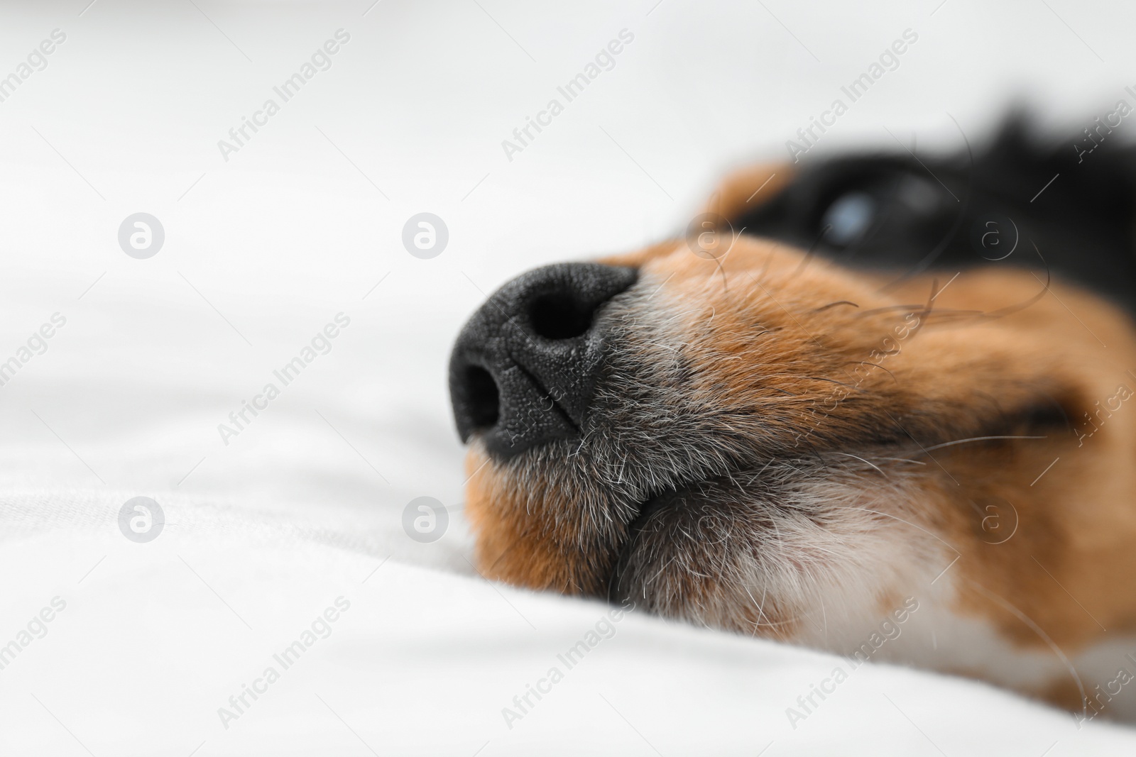 Photo of Cute dog relaxing on white fabric at home, closeup. Friendly pet