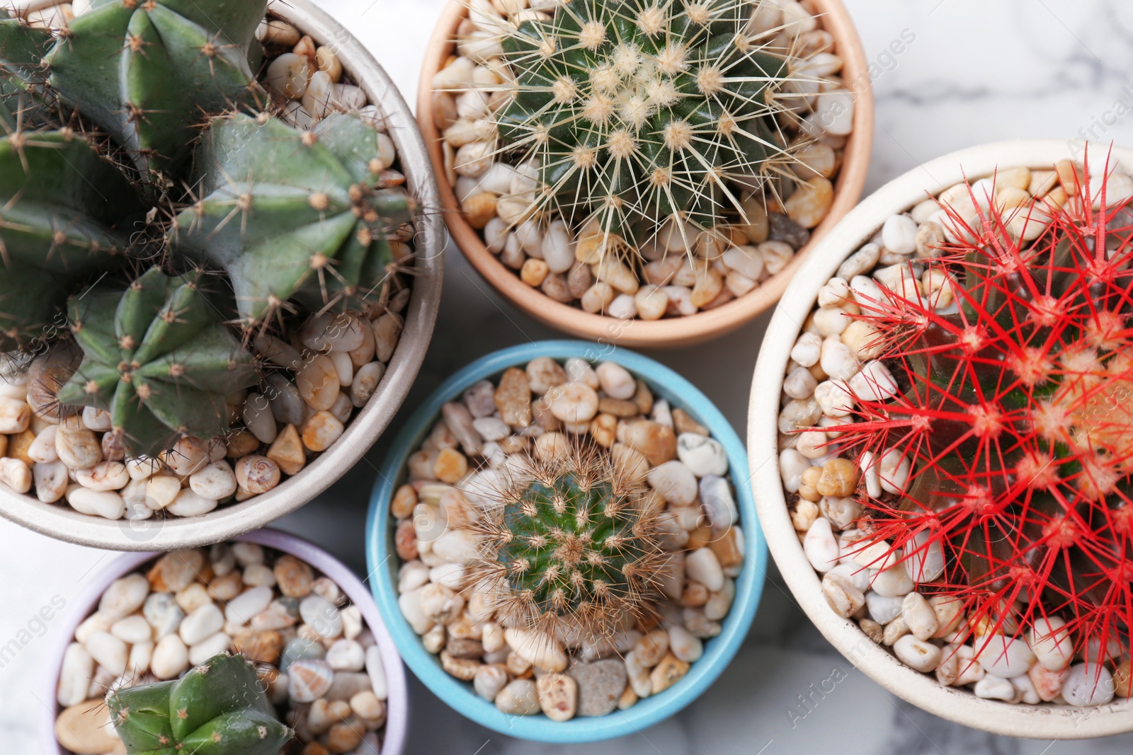 Photo of Beautiful cacti, top view