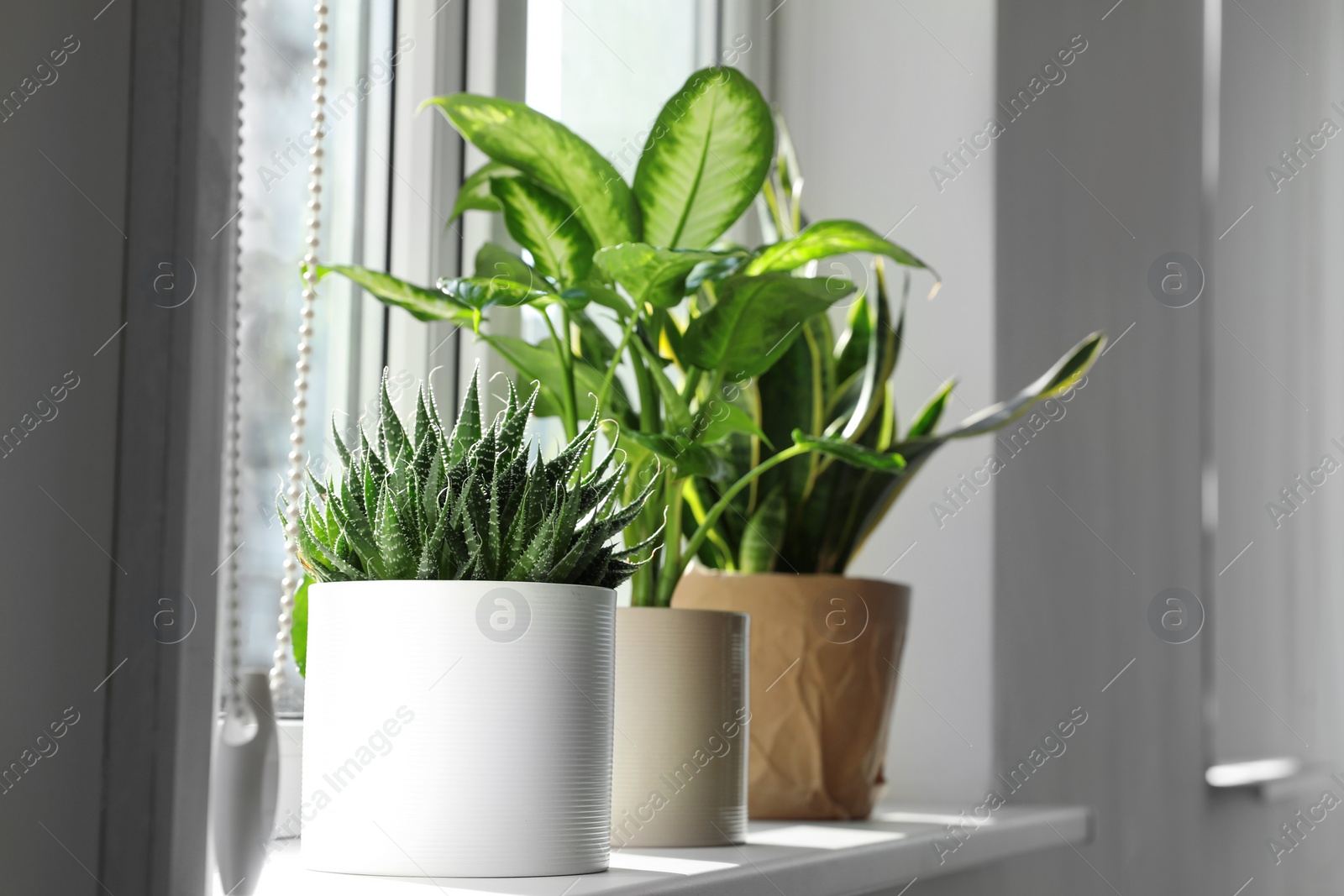 Photo of Different potted plants near window at home