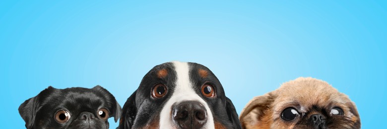 Image of Cute surprised animals on light blue background, banner design. Adorable Petit Brabancon, Brussels Griffon and Bernese Mountain dogs with big eyes