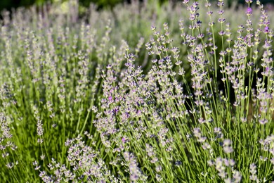 Photo of Beautiful lavender flowers growing in field, closeup