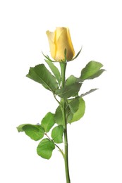 Beautiful fresh yellow rose isolated on white