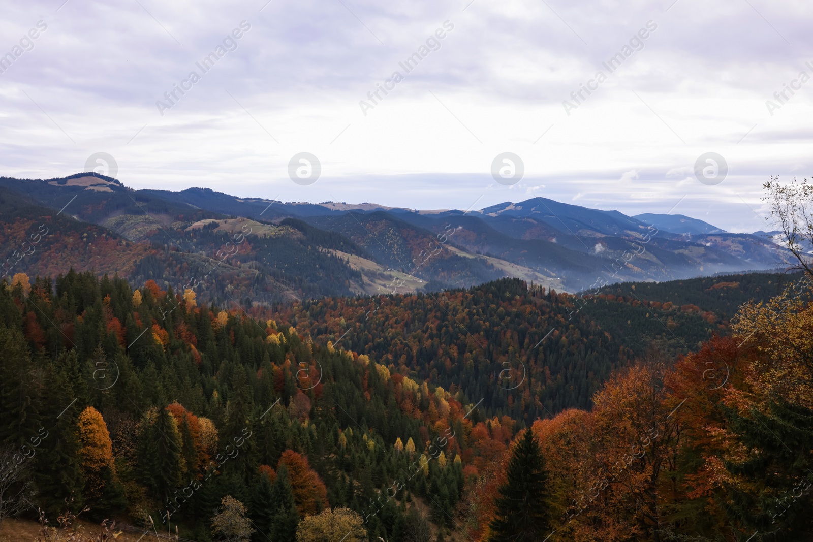 Photo of Picturesque view of beautiful mountain forest in autumn