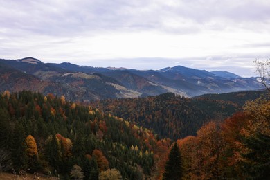 Photo of Picturesque view of beautiful mountain forest in autumn