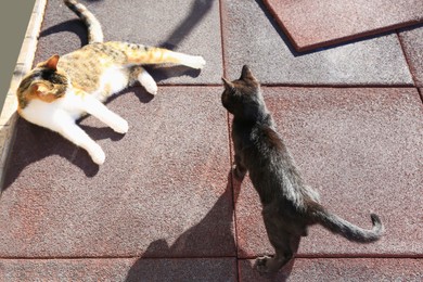 Photo of Beautiful black and calico cats on rubber tiles outdoors, above view. Stray animals