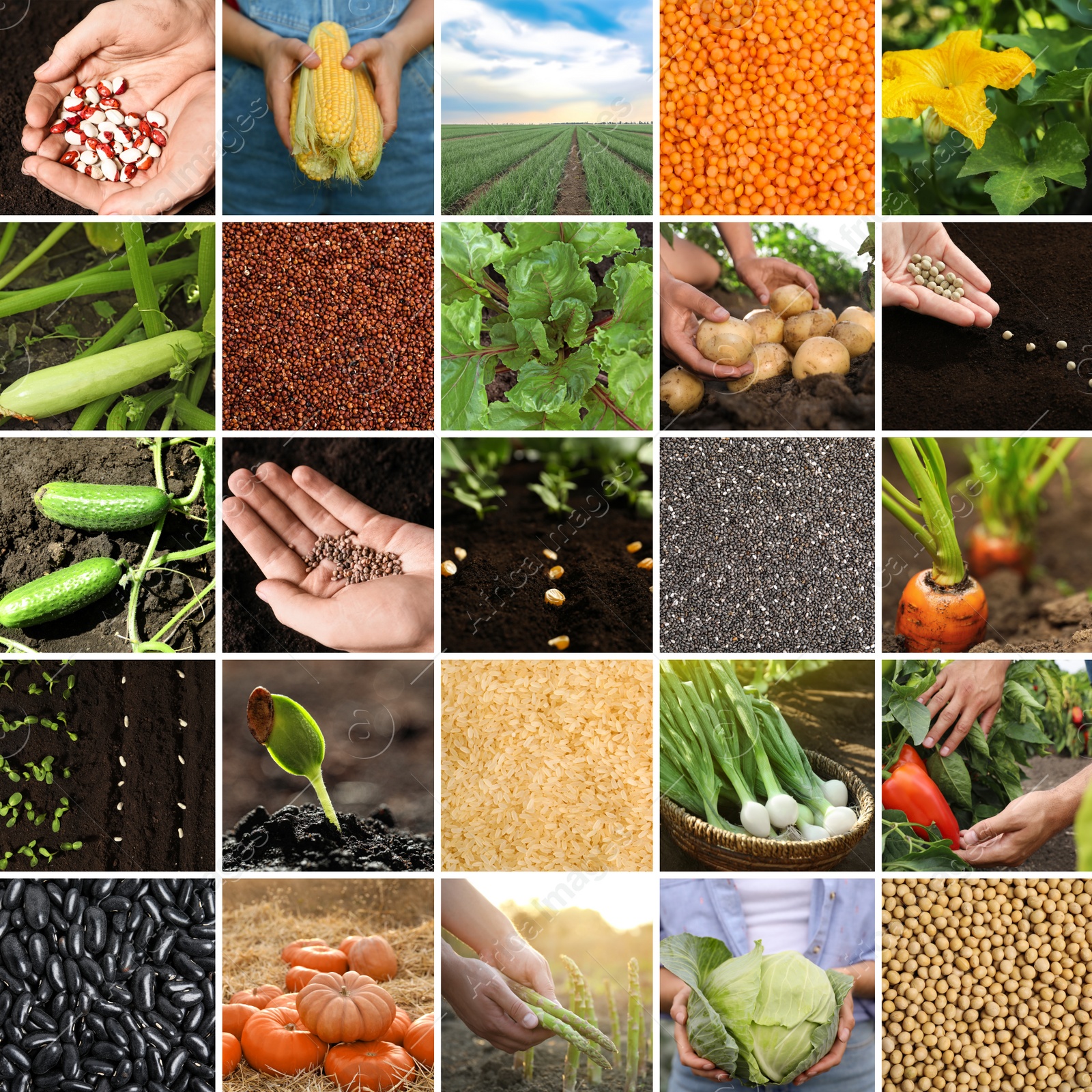 Image of Collage with different photos of vegetables, legumes and seeds. Vegan lifestyle