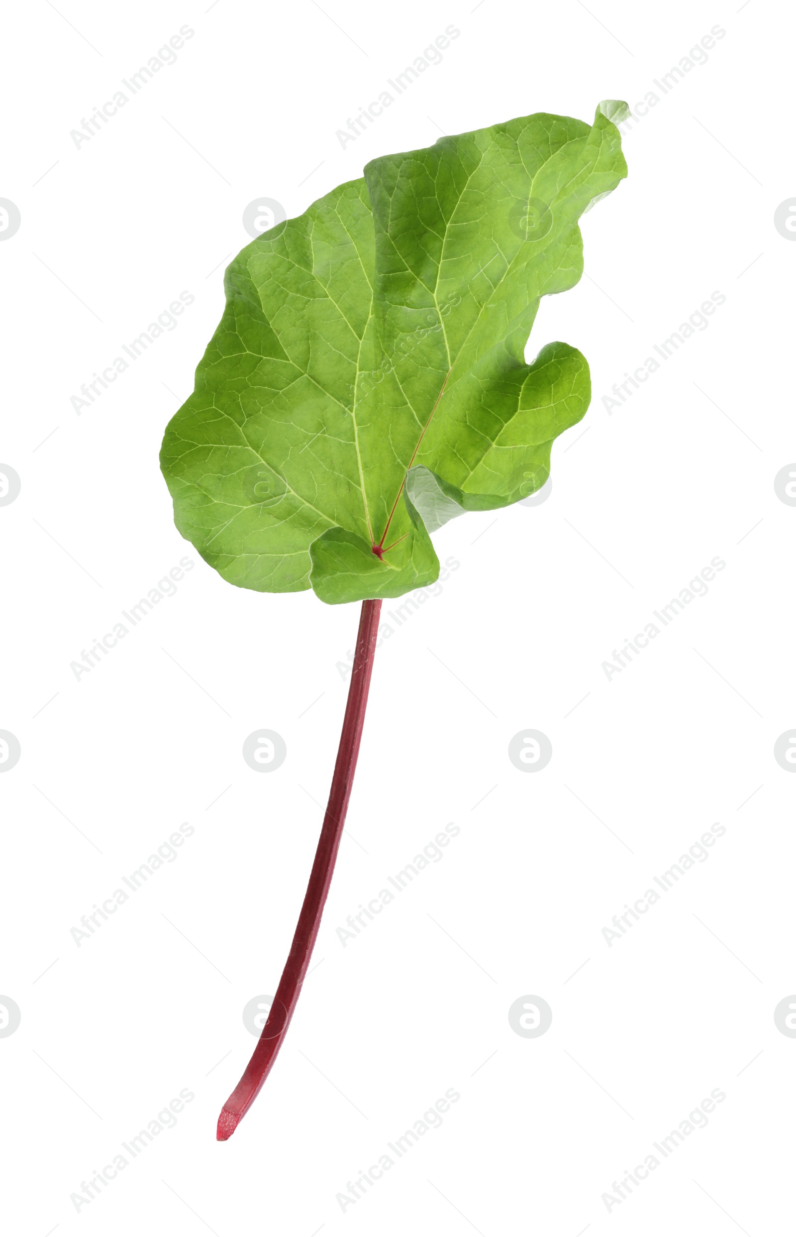 Photo of Fresh rhubarb stalk with leaf isolated on white