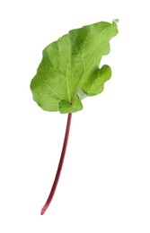 Photo of Fresh rhubarb stalk with leaf isolated on white