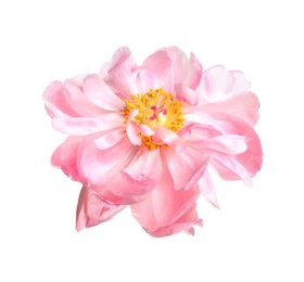 Photo of Beautiful pink peony flower isolated on white