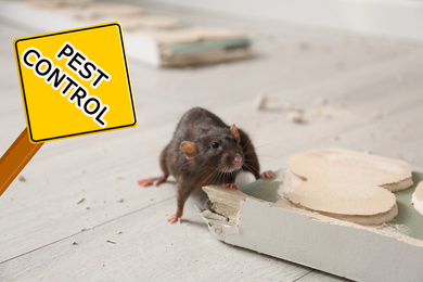 Image of Brown rat gnawing baseboard indoors and warning sign Pest Control