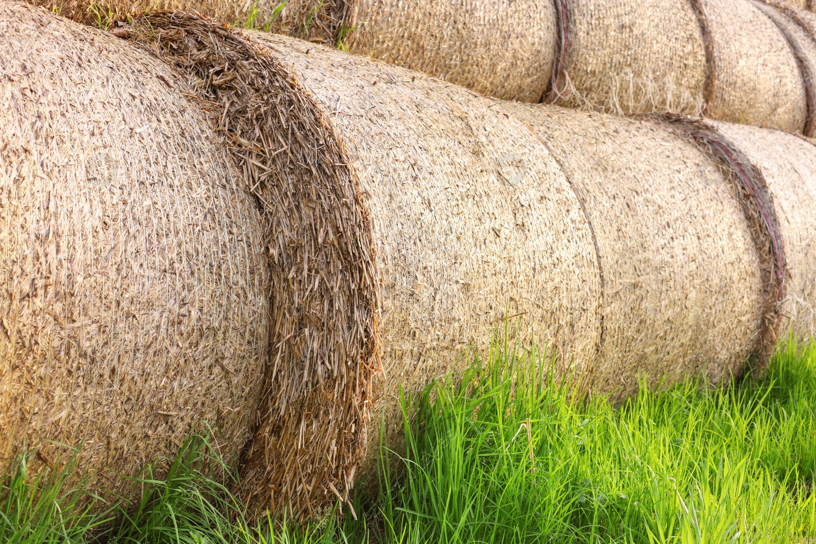 Photo of Many hay bales on green grass outdoors