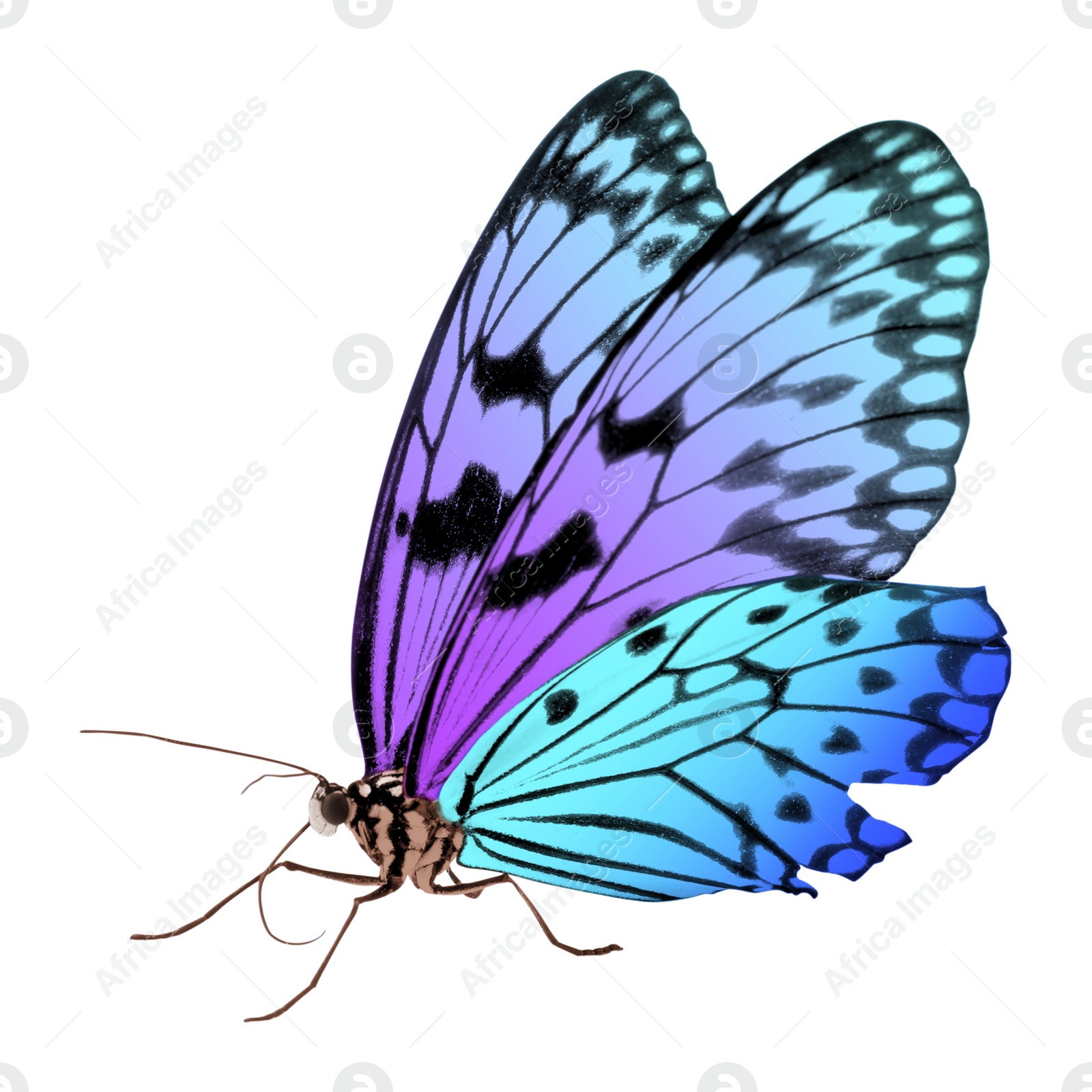 Image of Amazing bright color butterfly isolated on white