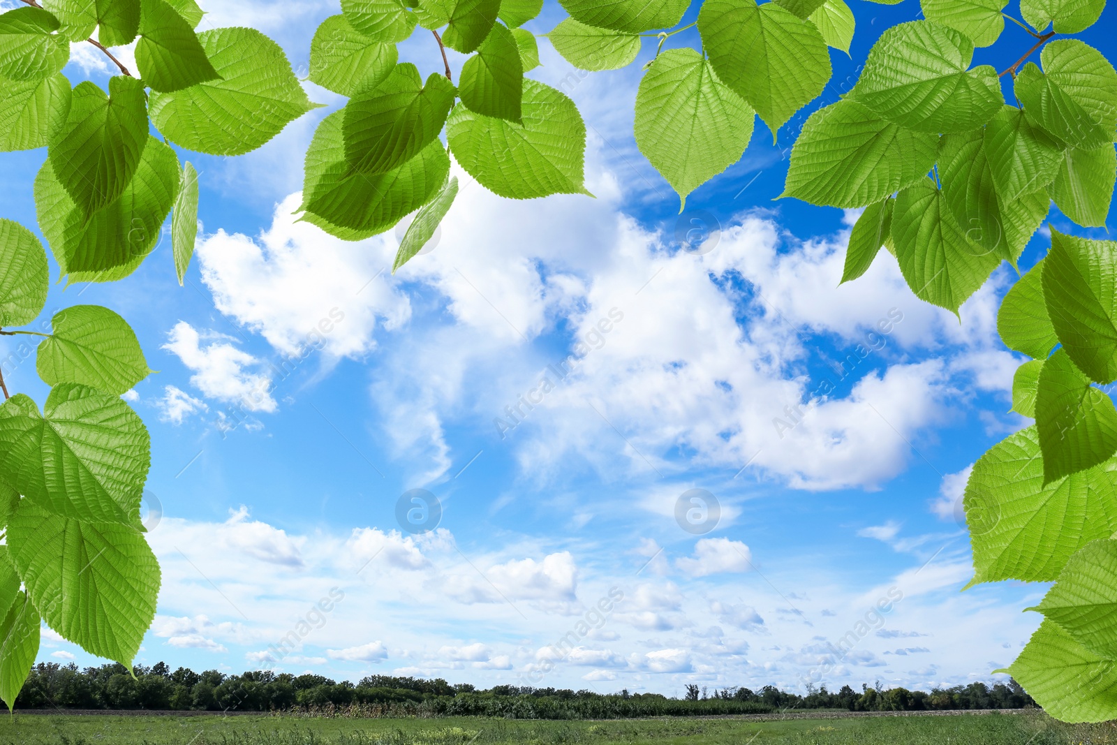 Image of Beautiful blue sky with clouds over field, view through vibrant green leaves