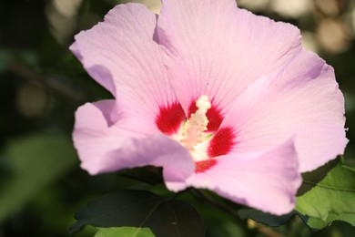 Photo of Beautiful pink hibiscus flower growing outdoors, closeup